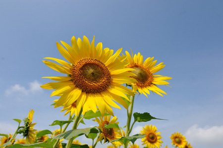 Sunflower blooming in a sunny dayの写真素材