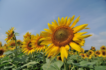 Sunflower blooming in a sunny dayの写真素材
