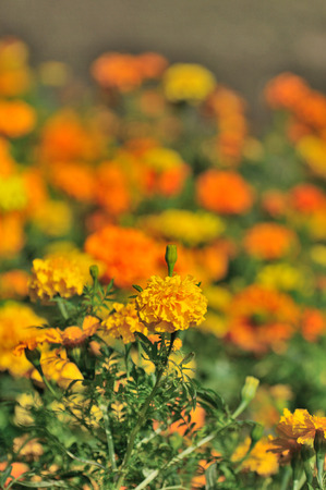 yellow marigoldの写真素材