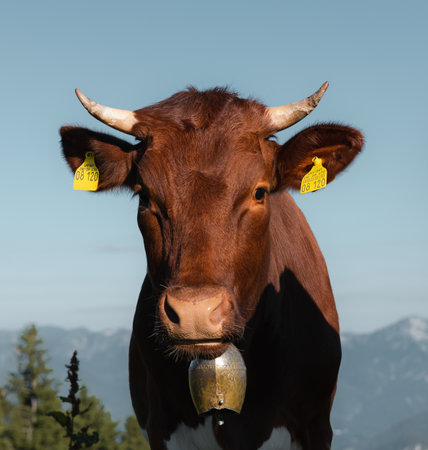 Lovely beautiful cowの写真素材