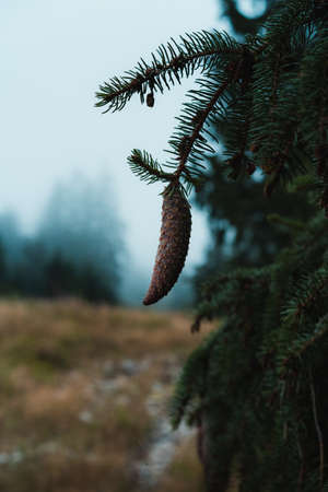 Misty day outsideの写真素材