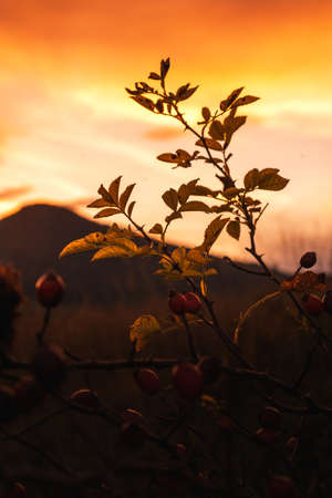 Beautiful nature at golden hour timeの写真素材