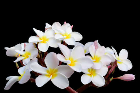 Tropical flowers frangipani (plumeria) isolated on black backgroundの写真素材