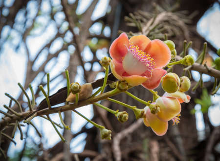 Sala Langkaの写真素材
