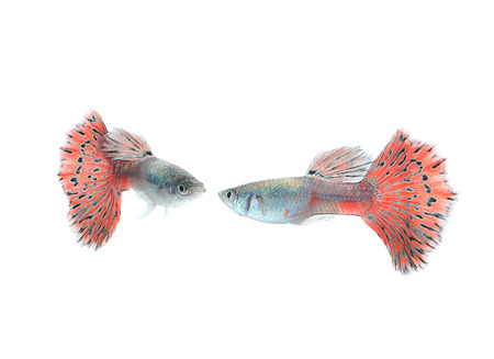 guppy fish isolate on whiteの写真素材