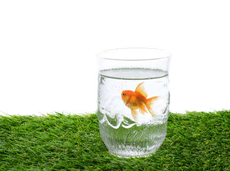 Gold fish in glass of water on green field