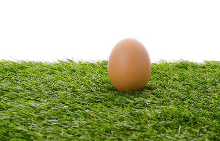eggs on green fieldの写真素材