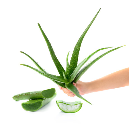 hand holding aloe vera fresh leaf. isolated over white backgroundの写真素材