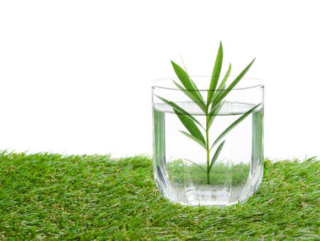 glass of water on a field isolate on whiteの写真素材