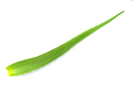 aloe vera fresh leaf isolated over white backgroundの写真素材