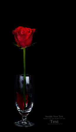 red rose isolated on black backgroundの写真素材