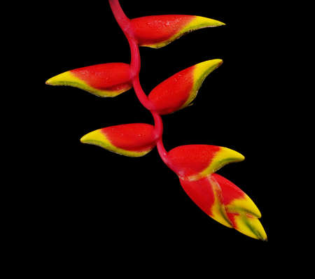 heliconia flower isolated on white backgroundの写真素材