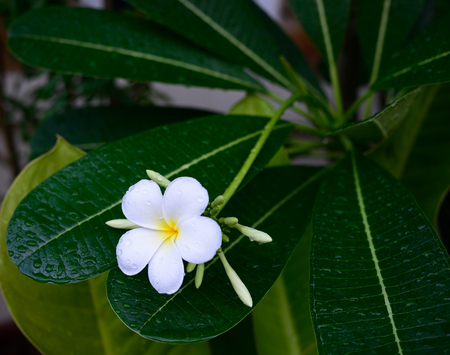 white frangipani flowersの写真素材