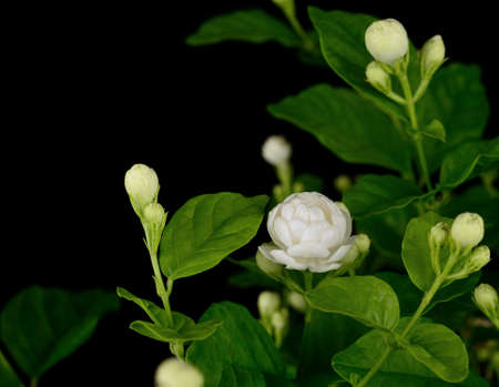 original thai jasmine flower on Black