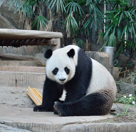 Cute panda bearの写真素材