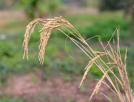 ear of rice