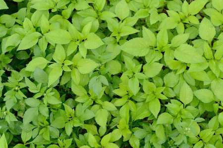 Green leaf background