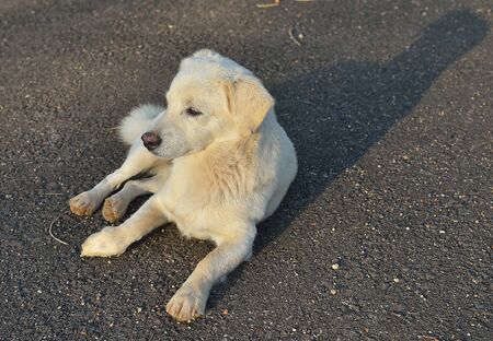 thai dog