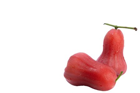 Two rose apple, with a sweet tasteの写真素材