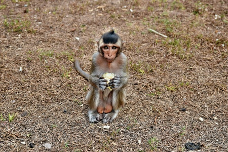Baby monkey holding fresh cornの素材