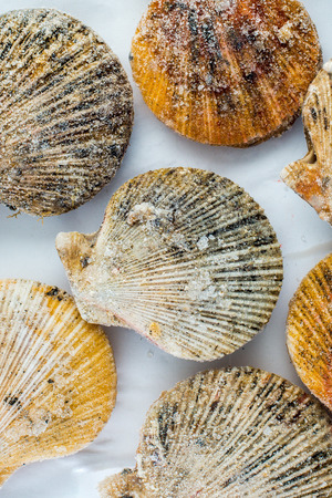 frozen scallop seashellsの写真素材