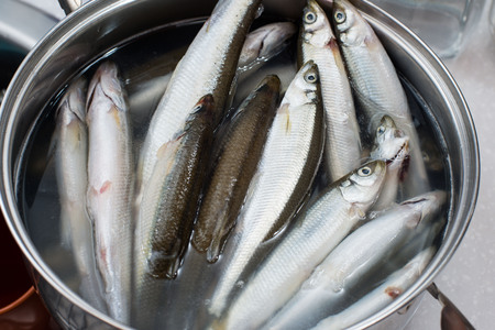 Fresh fish on white backgroundの写真素材