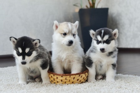 Siberian husky puppy with blue eyes in the rose petalsの写真素材
