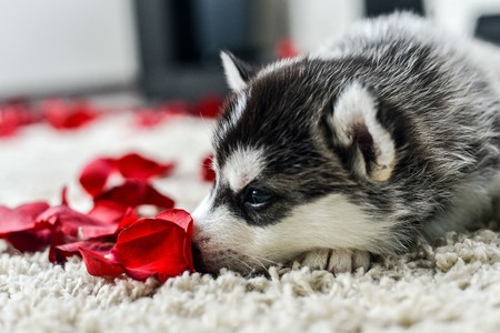 Siberian husky puppy with blue eyes in the rose petalsの写真素材