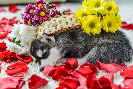 Siberian husky puppy with blue eyes in the rose petalsの写真素材