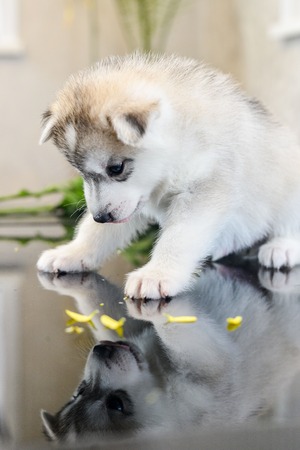 Siberian husky puppy with blue eyes in the rose petals