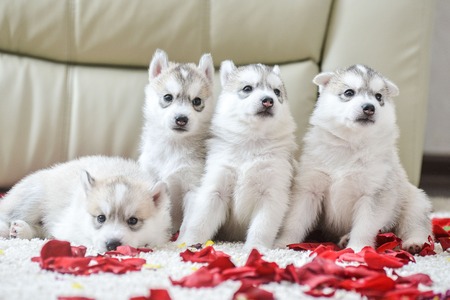 Siberian husky puppy with blue eyes in the rose petalsの写真素材