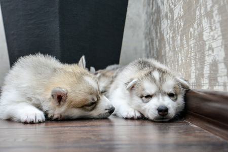 Siberian husky puppy with blue eyes in the rose petalsの写真素材