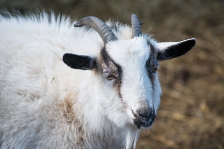 white goat looks out from behind a wooden doorの写真素材