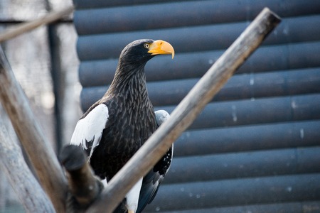 A Bald Eagle (Haliaeetus leucocephalus) taking off.