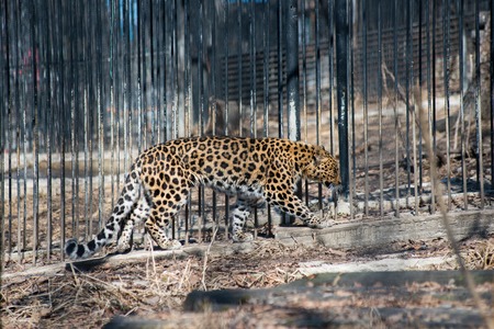 Far-Eastern leopard