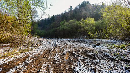 Road and fog and the silhouette of trees forest fog morning fieldの写真素材