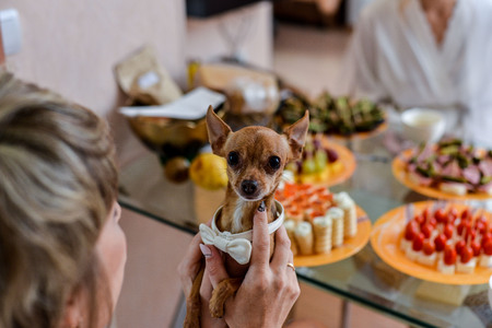 dog Chihuahua in holiday attireの写真素材