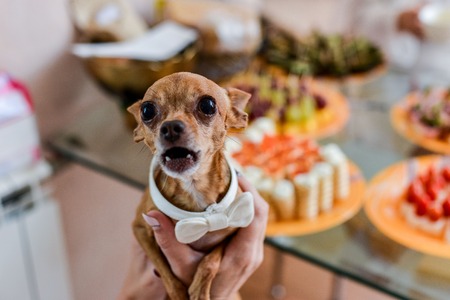 dog Chihuahua in holiday attireの写真素材