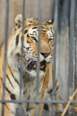 Large tiger lying on the lawnの写真素材