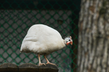 beautiful golden pheasant isolatedの写真素材