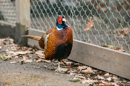 beautiful golden pheasant isolatedの写真素材