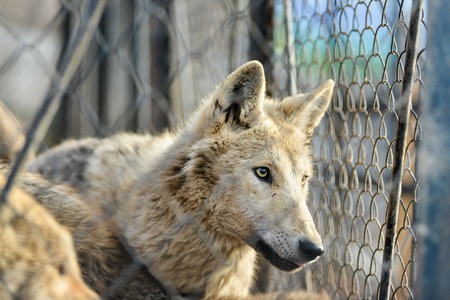 Closeup of grey wolfs with yellow eyes looking from wire netting sunny day outdoorの写真素材