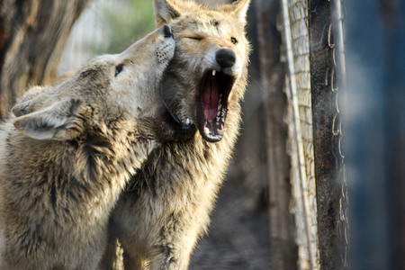 Closeup of grey wolfs with yellow eyes looking from wire netting sunny day outdoorの写真素材
