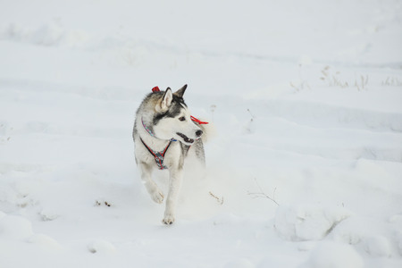 Siberian Husky closeup. Dog in winter forest.