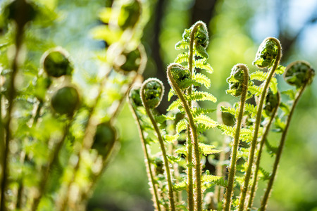 Beautyful ferns leaves green foliage natural floral fern background in sunlight.の写真素材