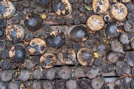 the background is the stump of the tree ring wood brownの写真素材