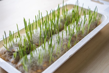 sprouts of young grass for cats on a white background close-up