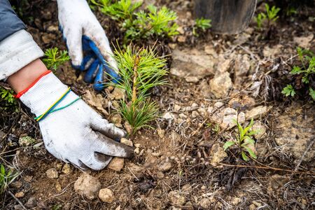 planting cedar seedlings. cedar. seedlings close-up greenの写真素材