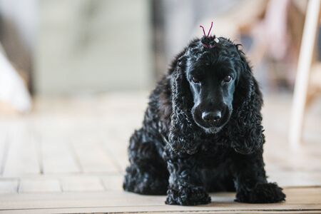 Black english springer spaniel playingの写真素材