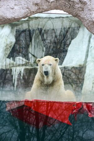 The she-bear and the bear cub play.の写真素材